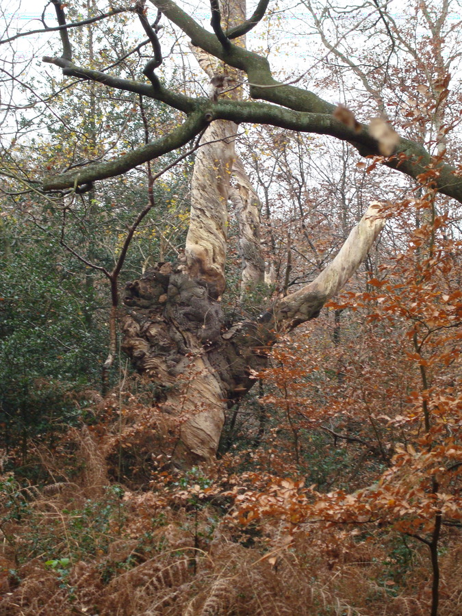 Twisted trees and autumn clolours, Burnham Beeches